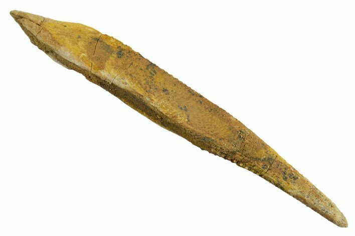 Fossil Shark (Asteracanthus) Dorsal Spine - Kem Kem Beds #353087